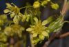 image of Acer truncatum