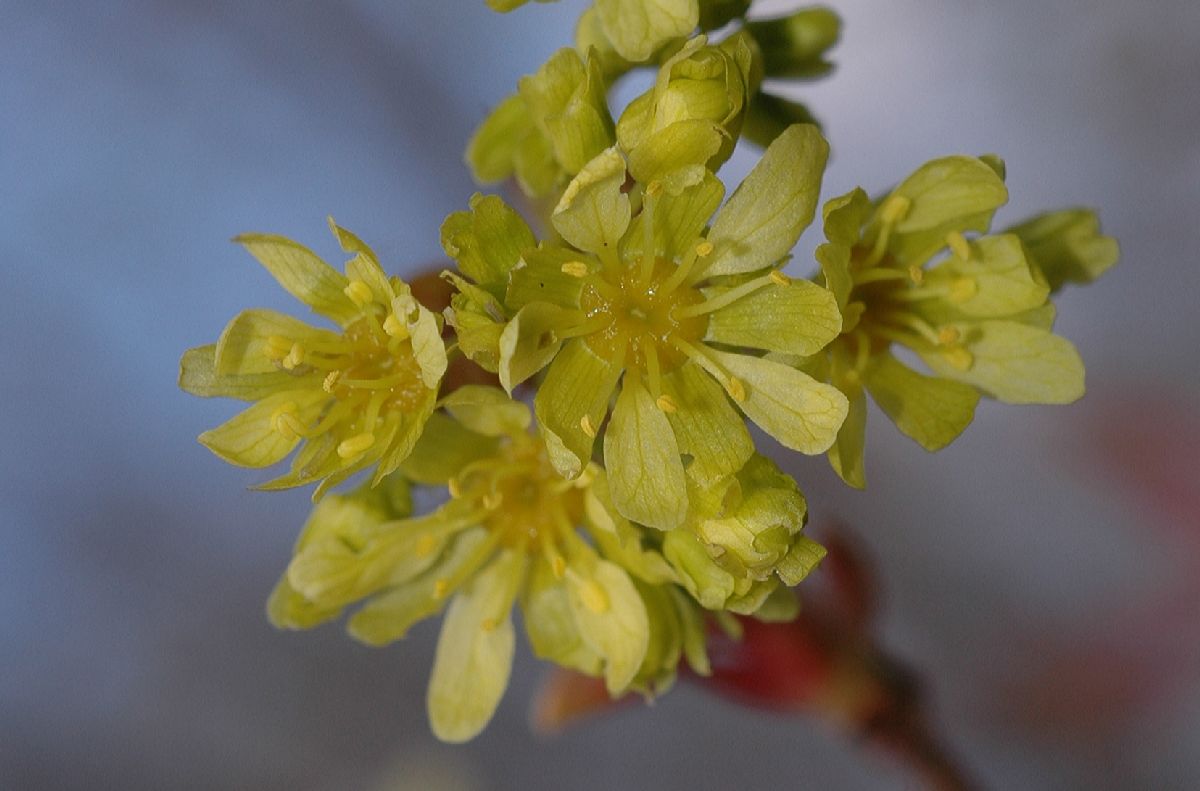 Aceraceae Acer truncatum