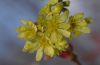 image of Acer truncatum