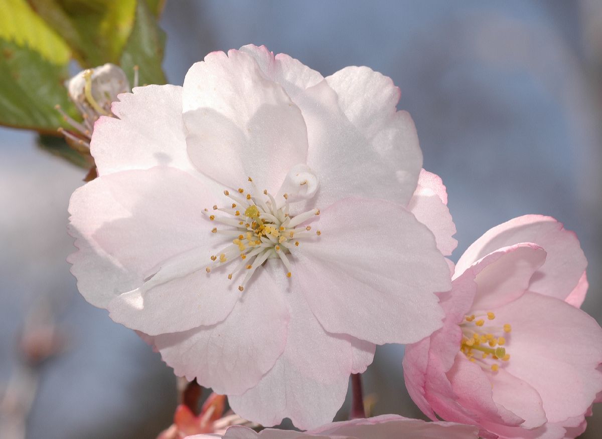 Rosaceae Prunus 