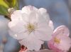 image of Prunus 