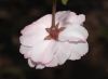 image of Prunus 