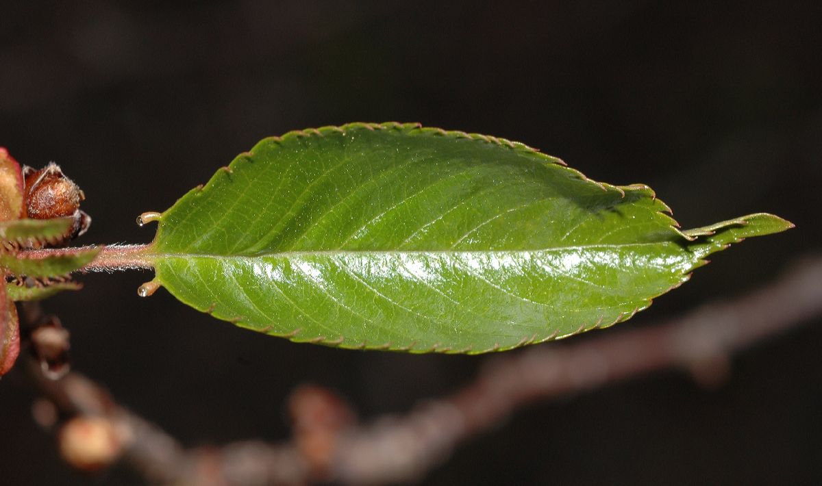 Rosaceae Prunus 