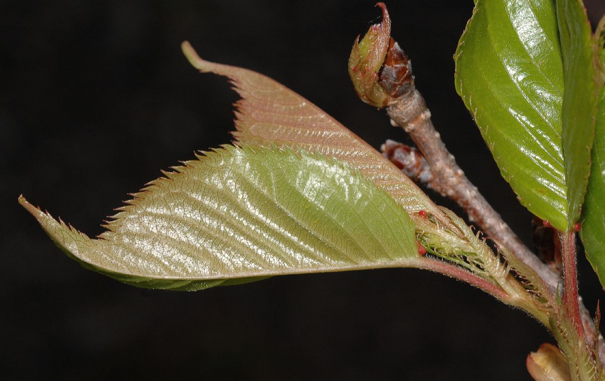 Rosaceae Prunus 