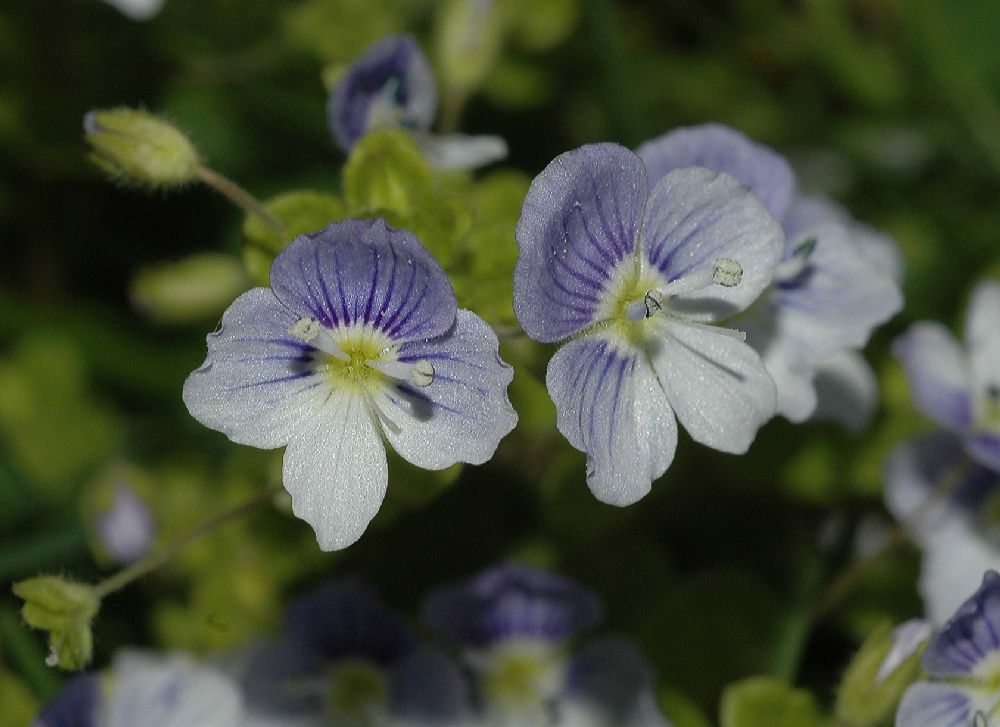 Plantaginaceae Veronica filiformis