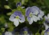 image of Veronica filiformis