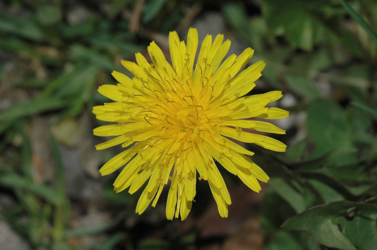 Asteraceae Taraxacum officinalis