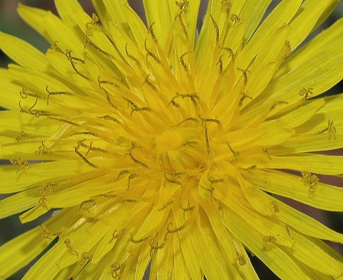 Asteraceae Taraxacum officinalis