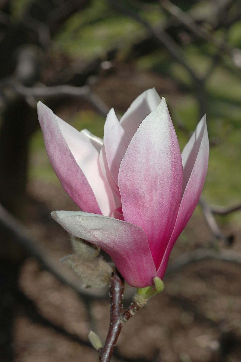 Magnoliaceae Magnolia soulangiana