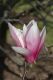 image of Magnolia soulangiana