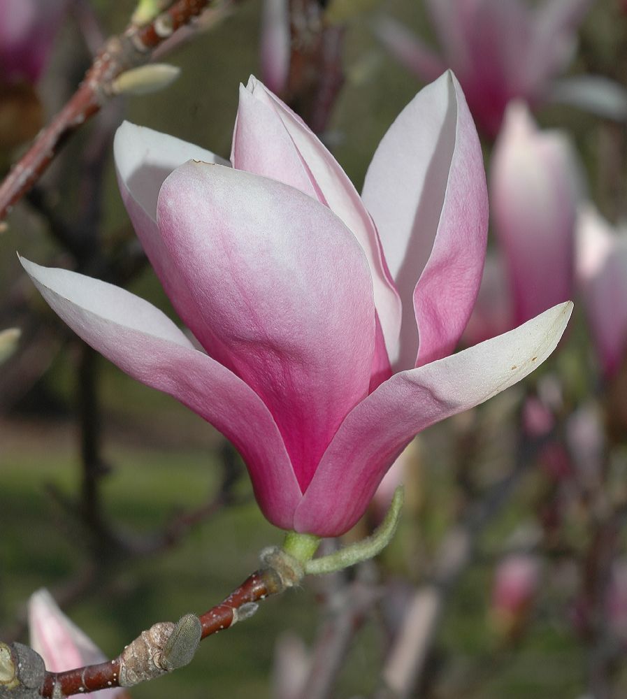 Magnoliaceae Magnolia soulangiana
