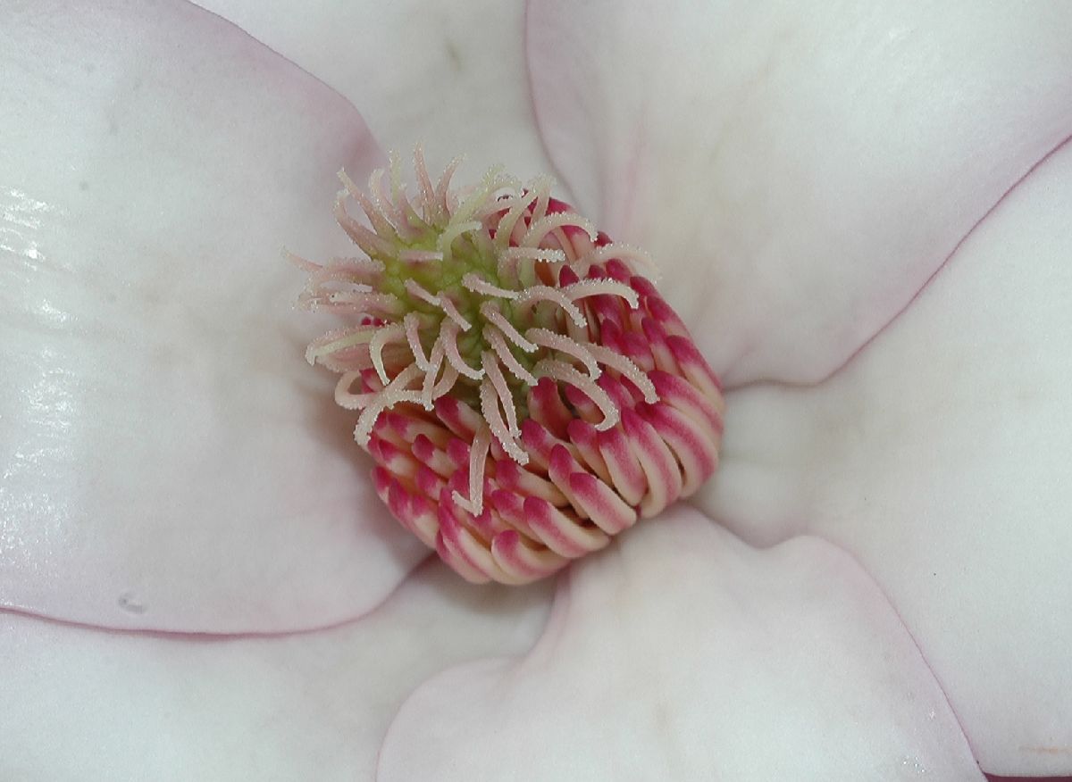 Magnoliaceae Magnolia soulangiana