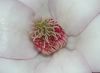 image of Magnolia soulangiana