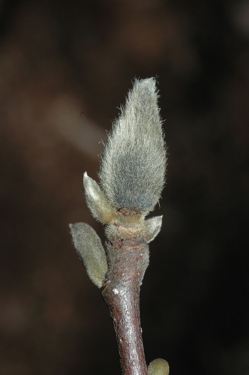 Magnoliaceae Magnolia soulangiana