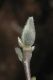 image of Magnolia soulangiana