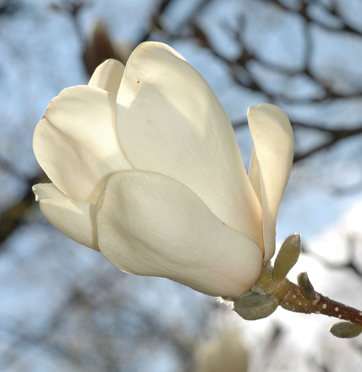 Magnoliaceae Magnolia soulangiana