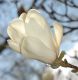 image of Magnolia soulangiana