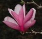 image of Magnolia 