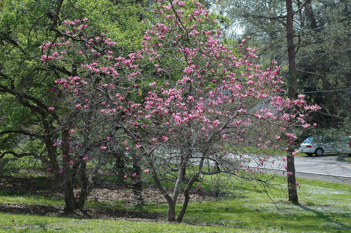 Magnoliaceae Magnolia 