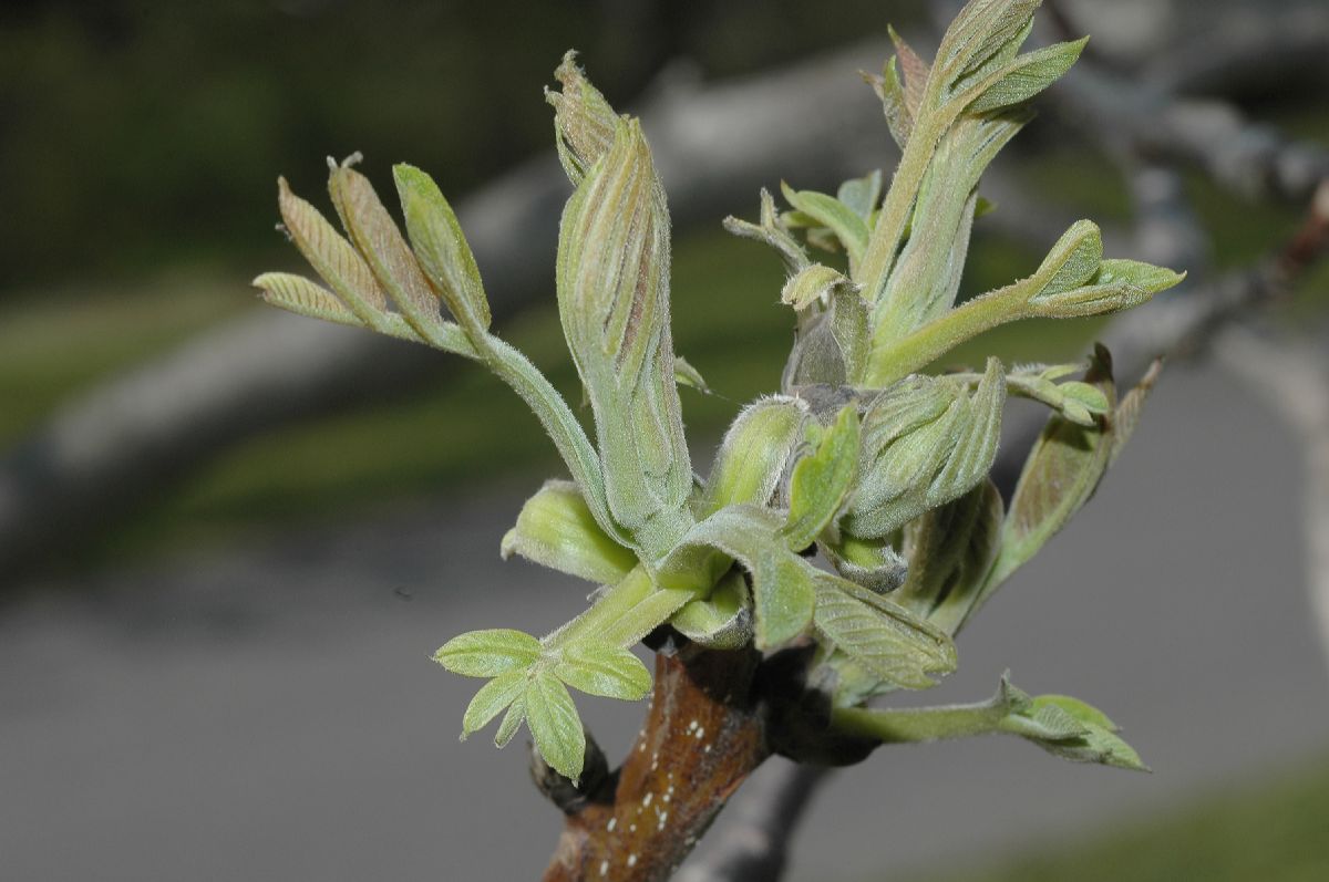 Juglandaceae Juglans regia