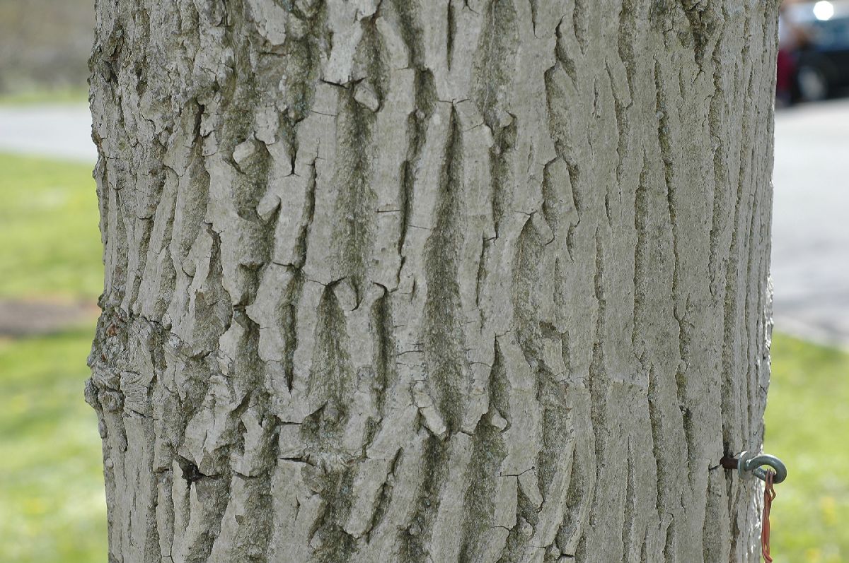 Juglandaceae Juglans regia