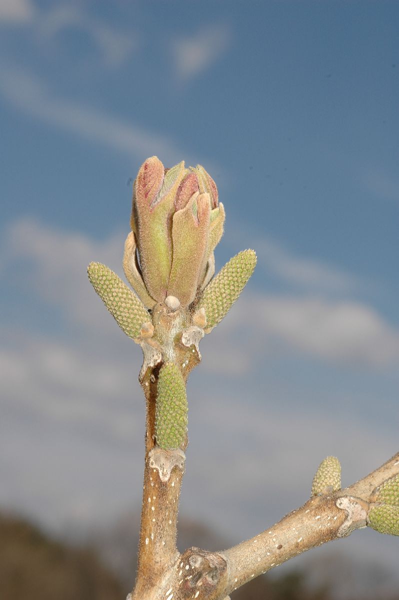 Juglandaceae Juglans ailantifolia