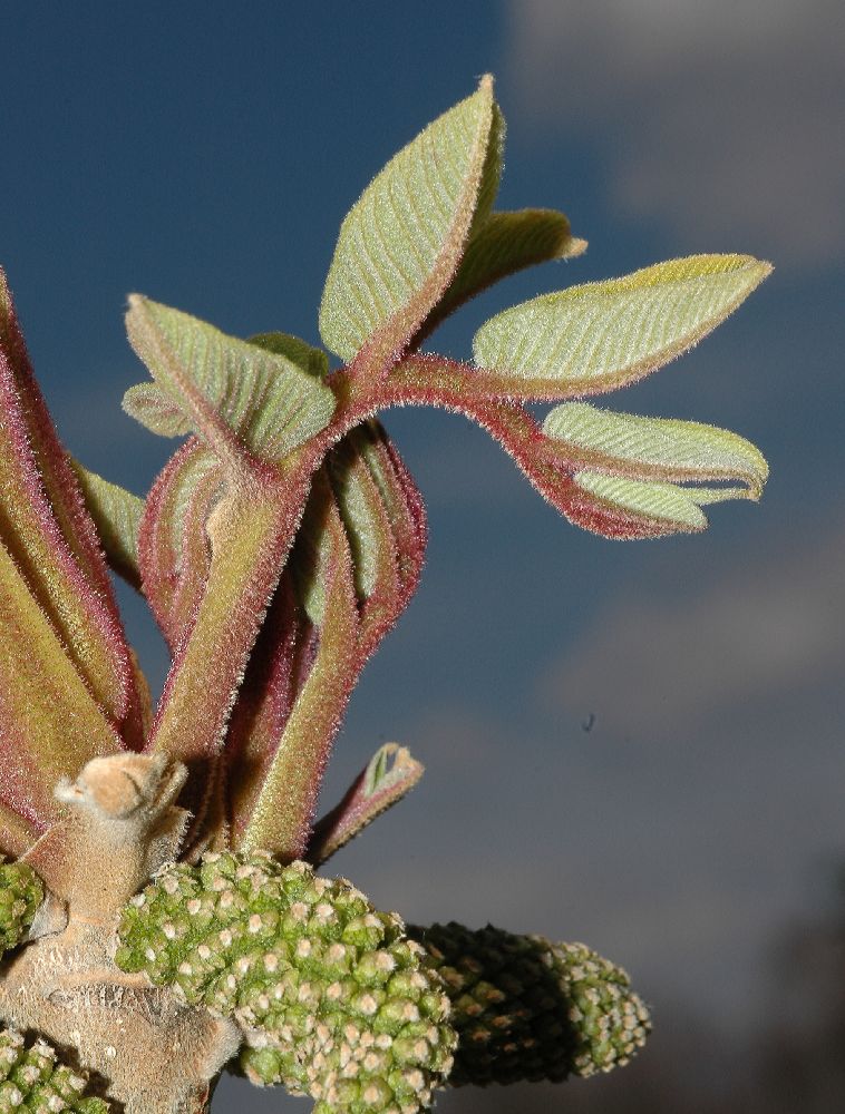Juglandaceae Juglans ailantifolia