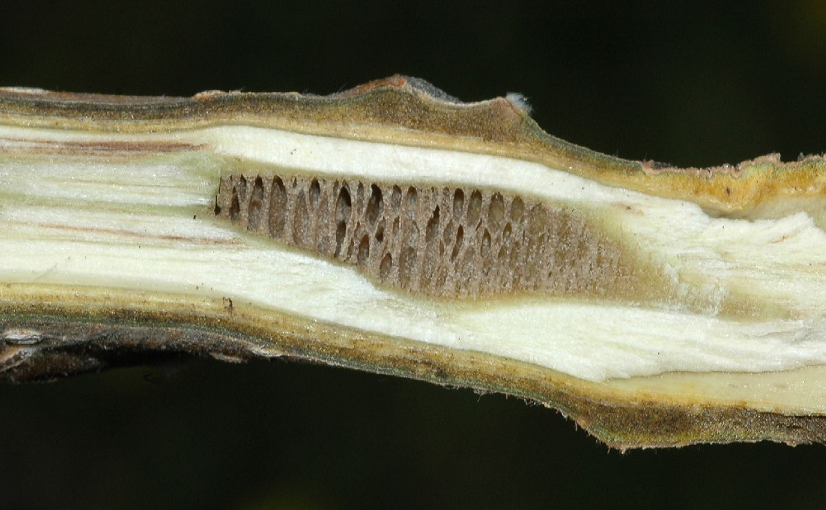 Juglandaceae Juglans ailantifolia