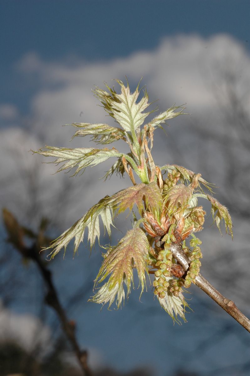Fagaceae Quercus rubra