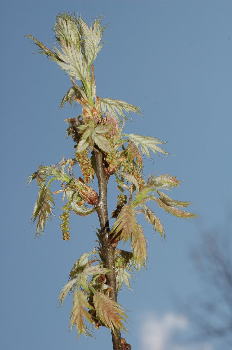 Fagaceae Quercus rubra