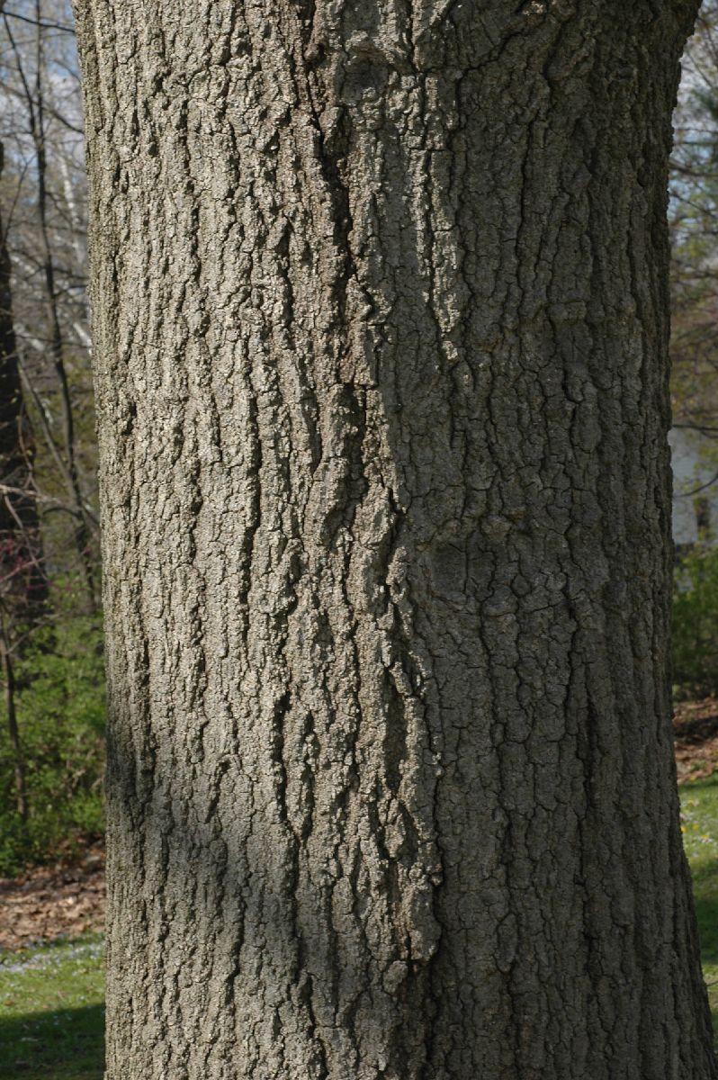 Fagaceae Quercus rubra