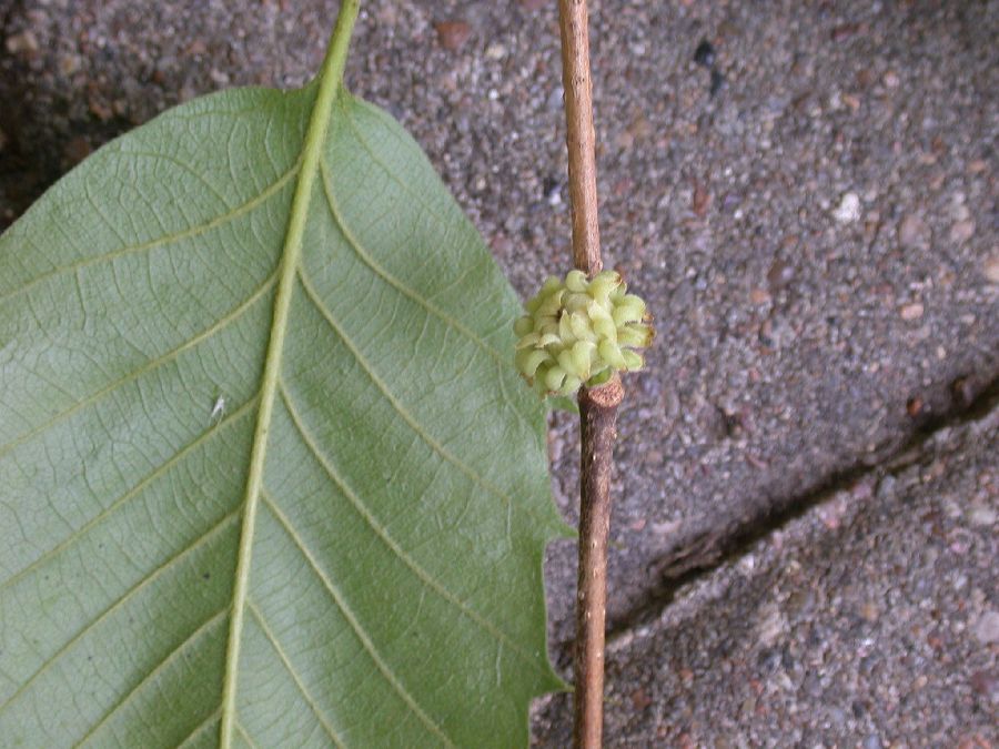 Fagaceae Quercus acutissima