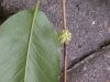 image of Quercus acutissima
