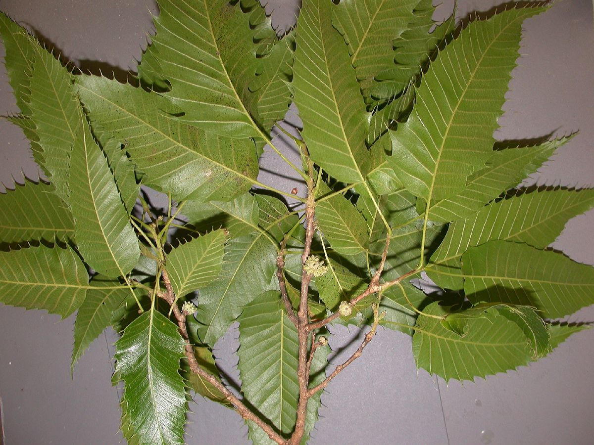 Fagaceae Quercus acutissima