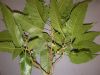 image of Quercus acutissima