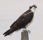 image of Pandion haliaetus