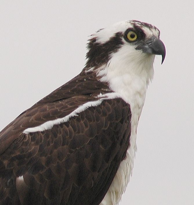 Pandionidae Pandion haliaetus