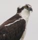 image of Pandion haliaetus