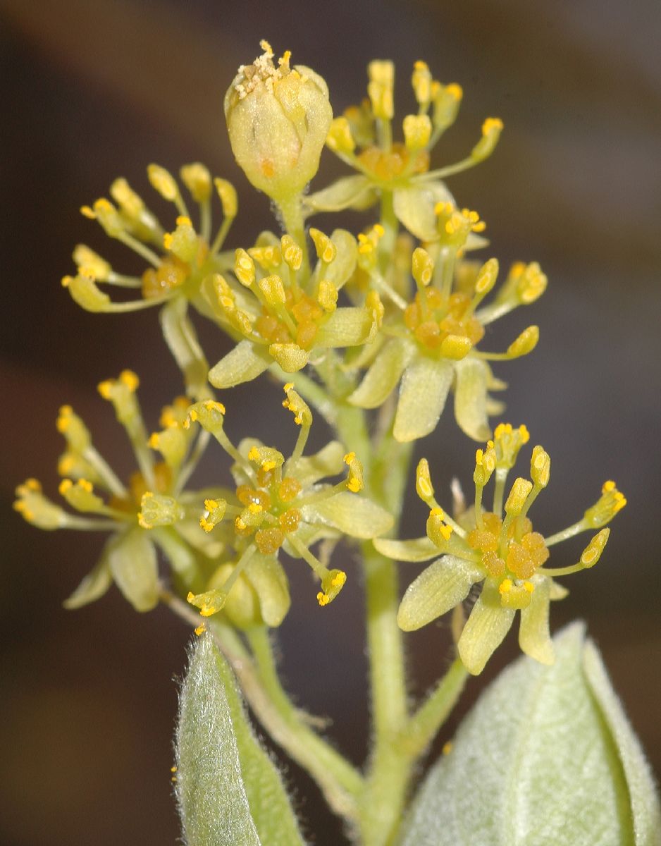 Lauraceae Sassafras albidum
