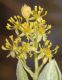 image of Sassafras albidum