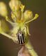 image of Sassafras albidum