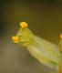 image of Sassafras albidum
