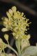 image of Sassafras albidum