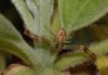 image of Sassafras albidum