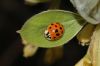 image of Sassafras albidum