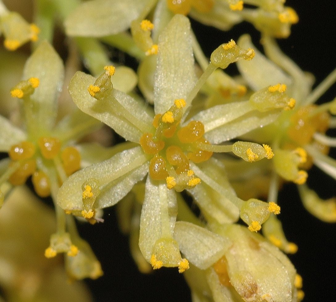 Lauraceae Sassafras albidum