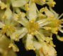 image of Sassafras albidum