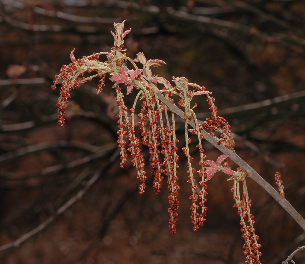 Fagaceae Quercus ilicifolia