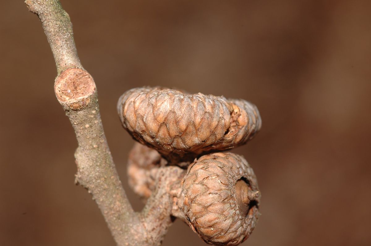 Fagaceae Quercus ilicifolia