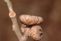 image of Quercus ilicifolia